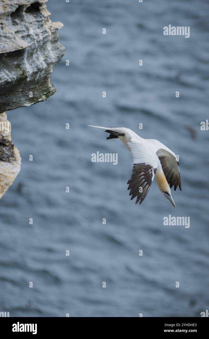 Un gannet (Morus bassanus) decolla da una colonia di riproduzione, Westray, Isole Orcadi, Scozia, Gran Bretagna Foto Stock