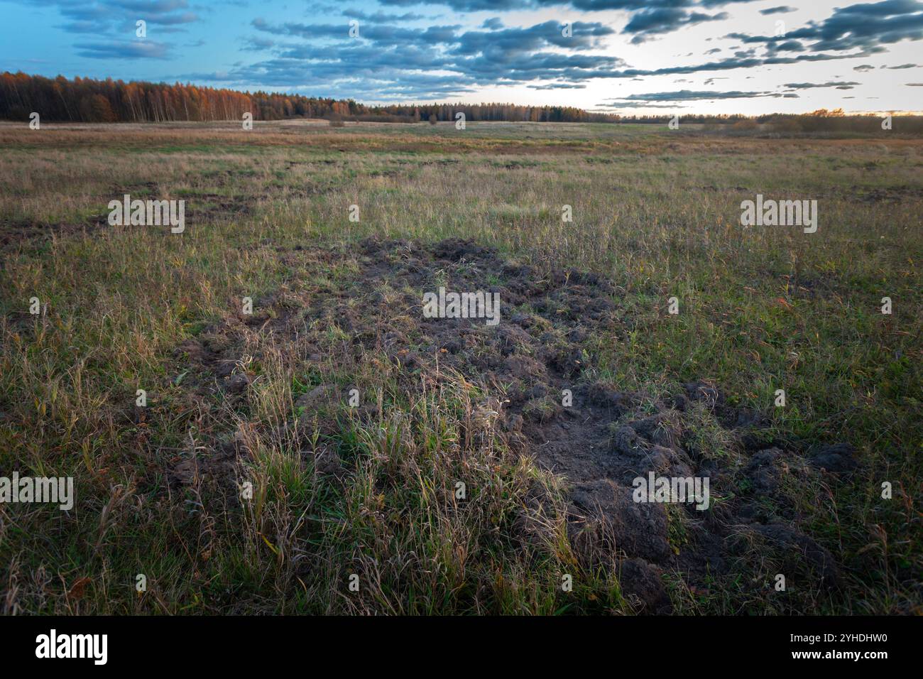 Tracce di scavo nel terreno da cinghiali, Polonia orientale Foto Stock