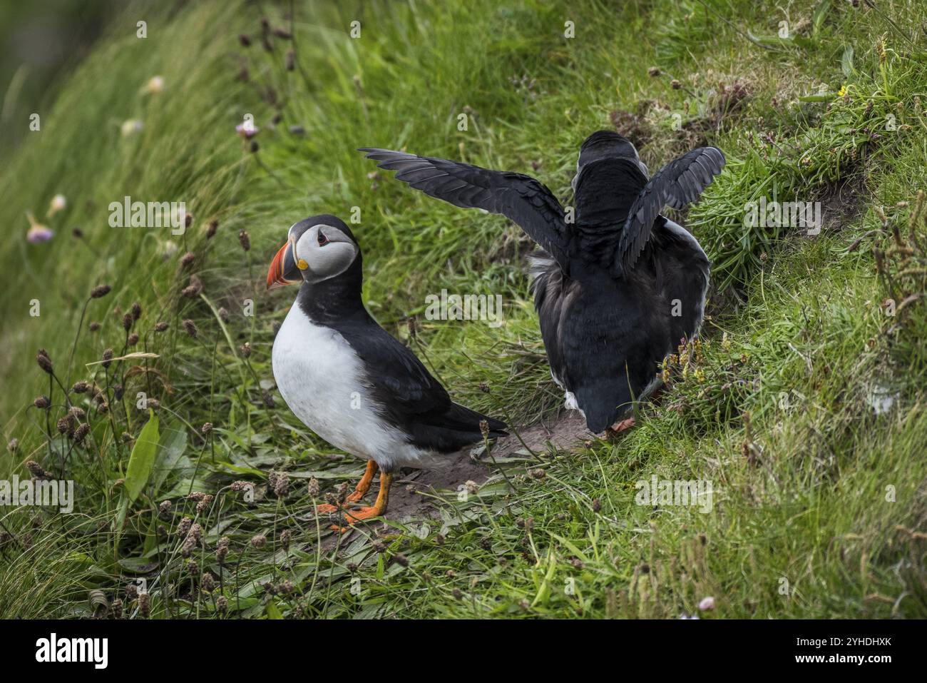 Puffin (Fratercula arctica), Westray, Isole Orcadi, Scozia, Gran Bretagna Foto Stock