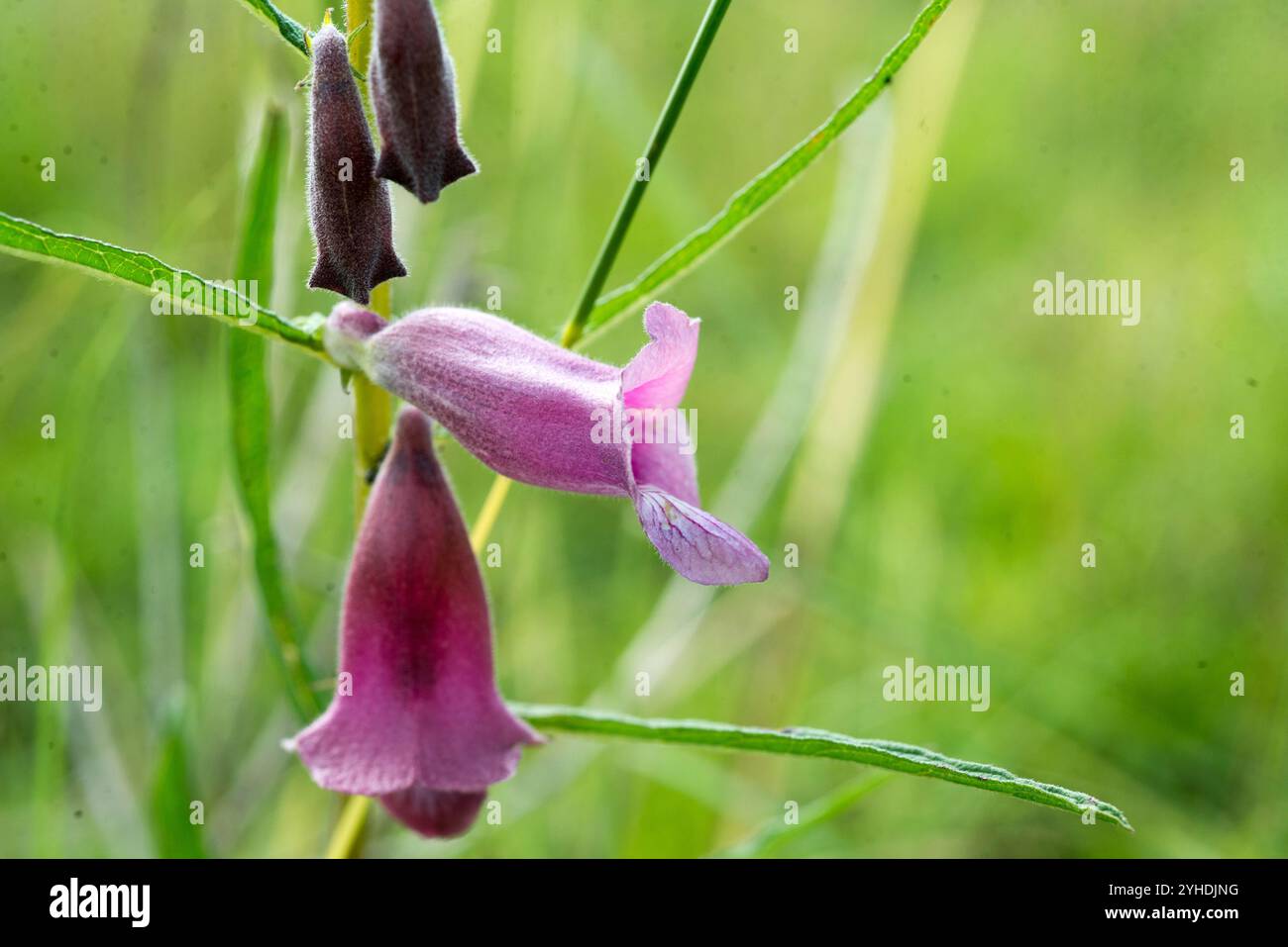 Sesamo con semi alati (Sesamum alatum) - Parco Nazionale delle Cascate di Murchison Foto Stock