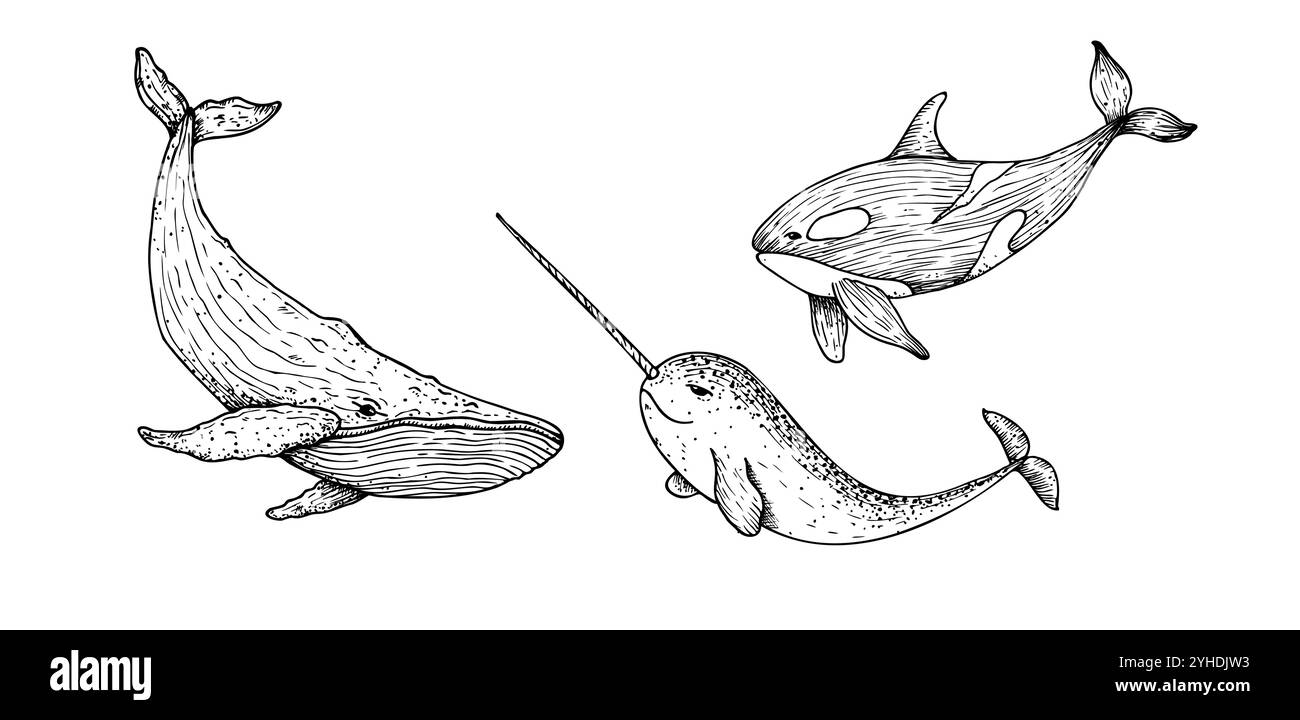Balena vettoriale, orca. Balena grande dipinta a mano. Narwhal grafico con un lungo corno, clip art isolata sullo sfondo. Illustrazione sott'acqua. Per Illustrazione Vettoriale
