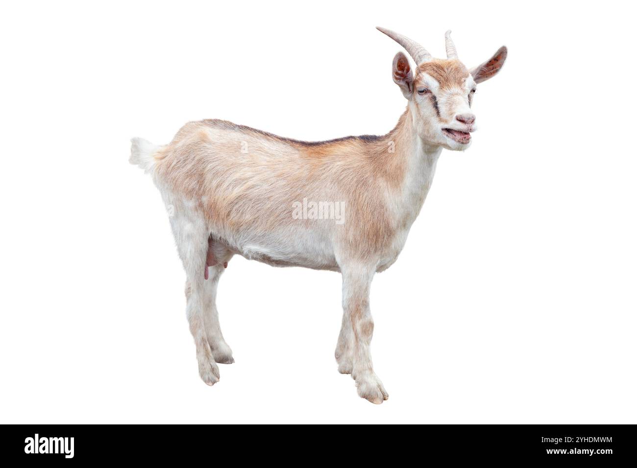 Capra isolata su sfondo bianco. Animale da fattoria. Foto Stock