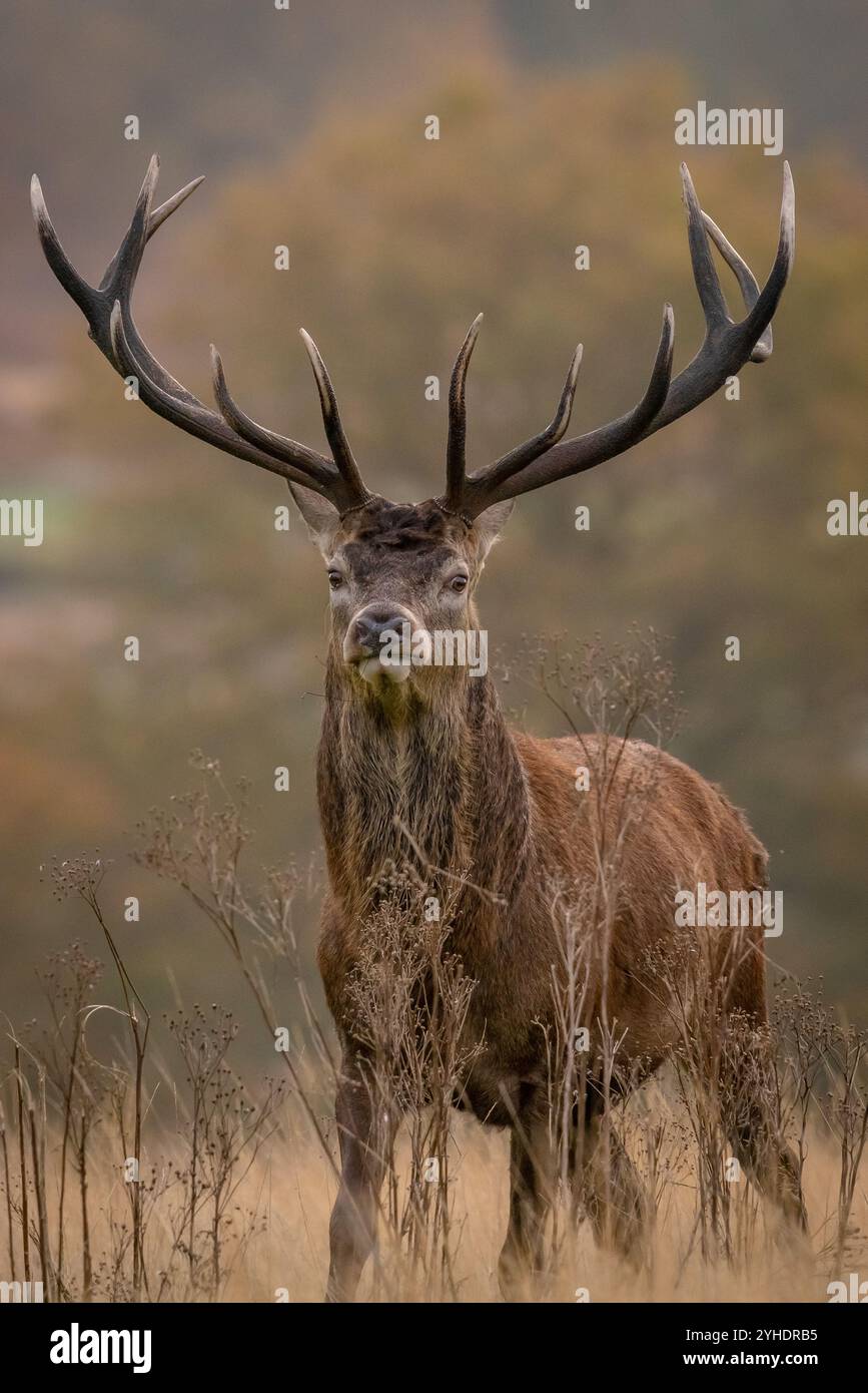 Londra, Regno Unito. 11 novembre 2024. Il cervo rosso girovagerà alla luce del mattino mentre la stagione dei ritmi continua a Richmond Park, sede di oltre 600 cervi liberi. Crediti: Guy Corbishley/Alamy Live News Foto Stock