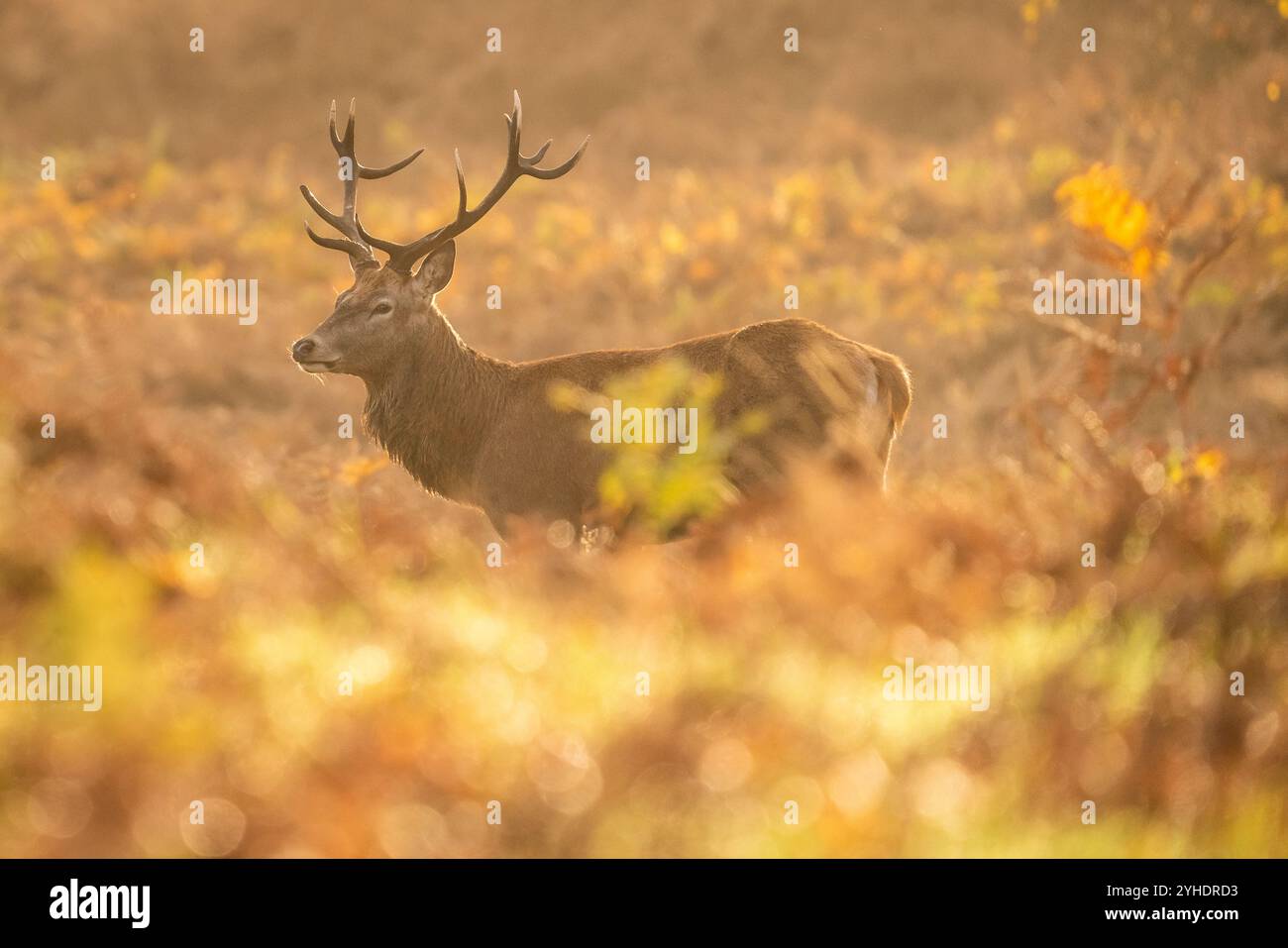 Londra, Regno Unito. 11 novembre 2024. Il cervo rosso girovagerà alla luce del mattino mentre la stagione dei ritmi continua a Richmond Park, sede di oltre 600 cervi liberi. Crediti: Guy Corbishley/Alamy Live News Foto Stock