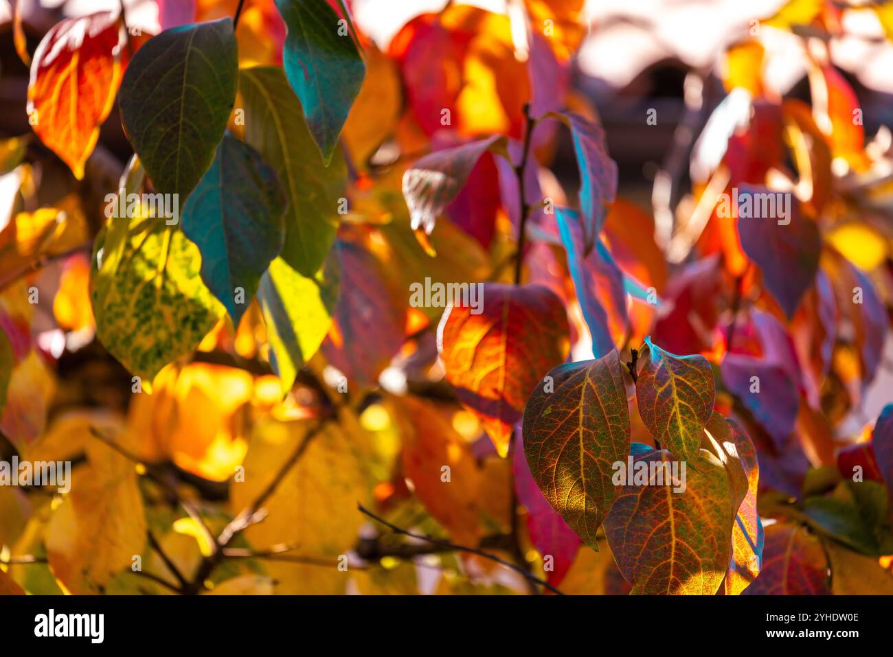 Foglie autunnali vivaci alla luce del sole Foto Stock