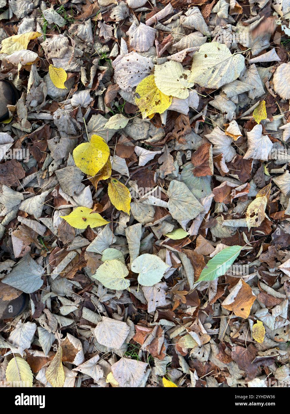 Foglie di tiglio gialle e marroni cadute a terra in autunno, Suffolk, Inghilterra, Regno Unito Foto Stock