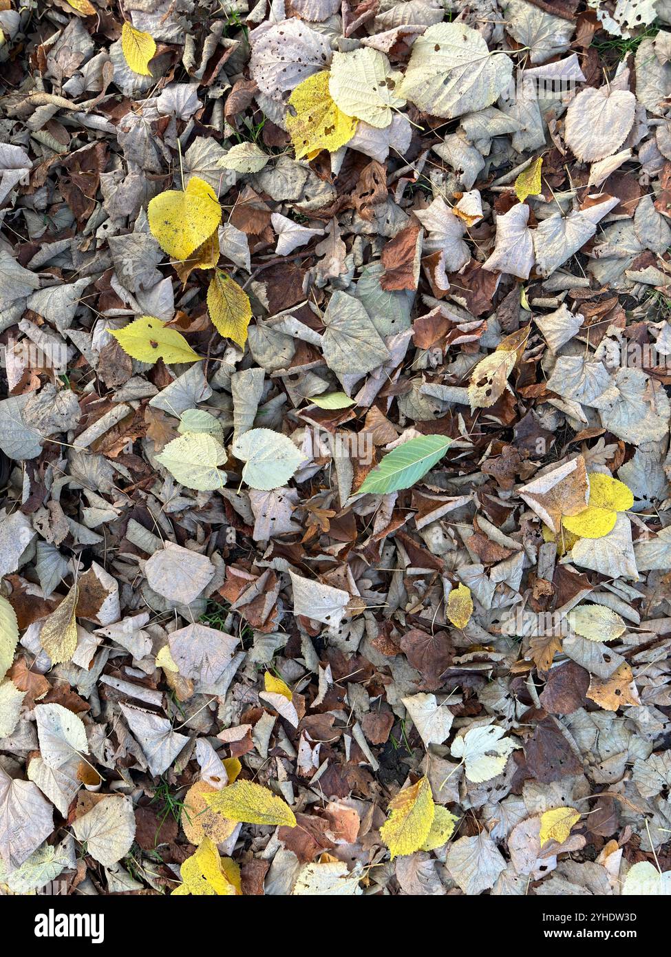 Foglie di tiglio gialle e marroni cadute a terra in autunno, Suffolk, Inghilterra, Regno Unito Foto Stock