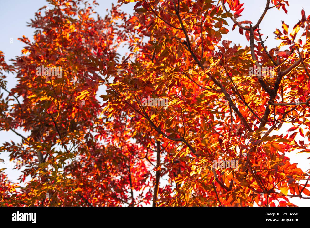 Foliera autunnale con vivaci foglie di rosso e arancio Foto Stock