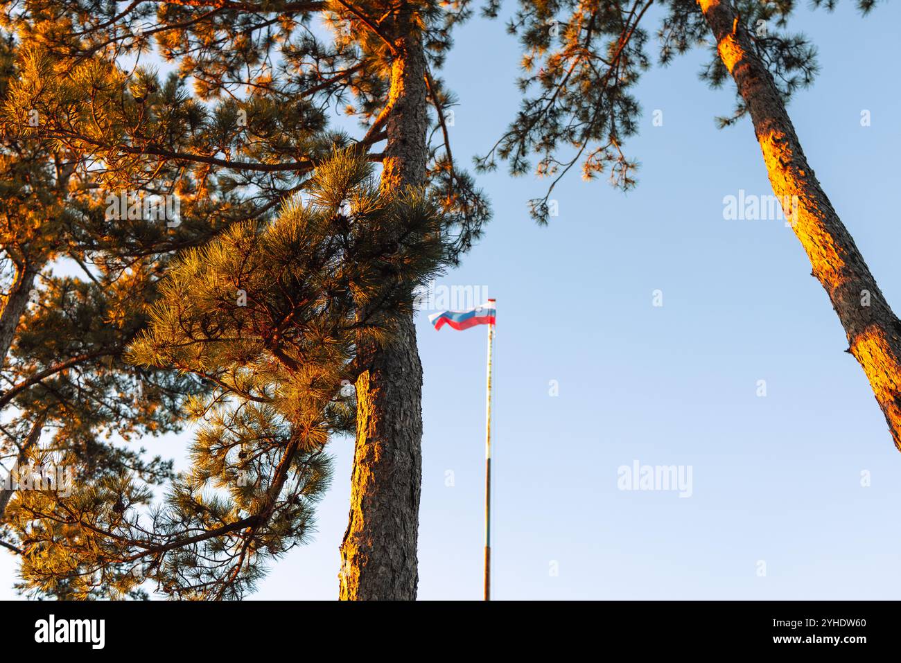 Bandiera slovena che ondeggia tra alti pini Foto Stock