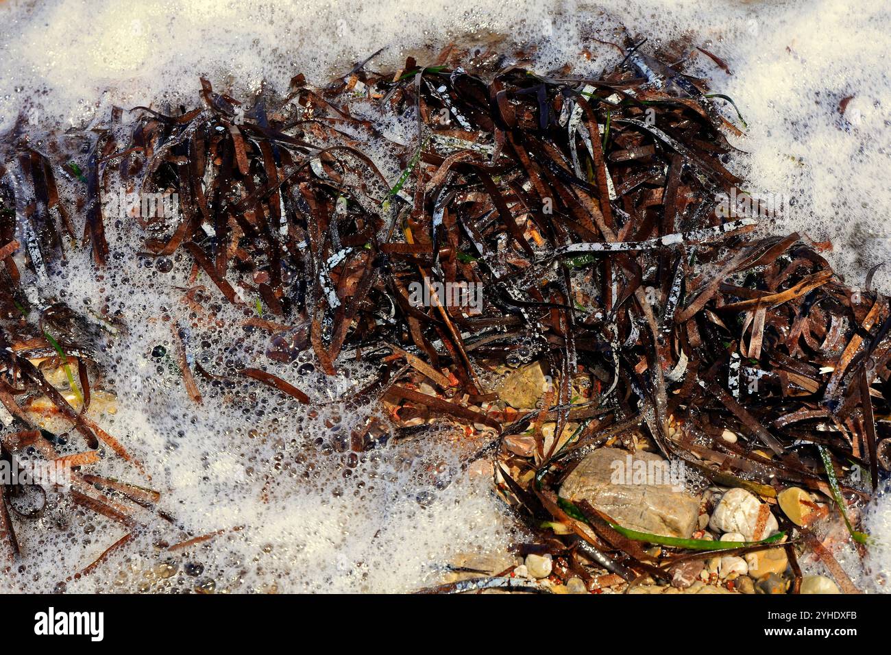 Schiuma di mare e erba di Nettuno o alghe mediterranee (posidonia oceanica) bagnate sulla costa, sull'isola di Tilos, sulle isole greche del Dodecaneso, in Grecia Foto Stock