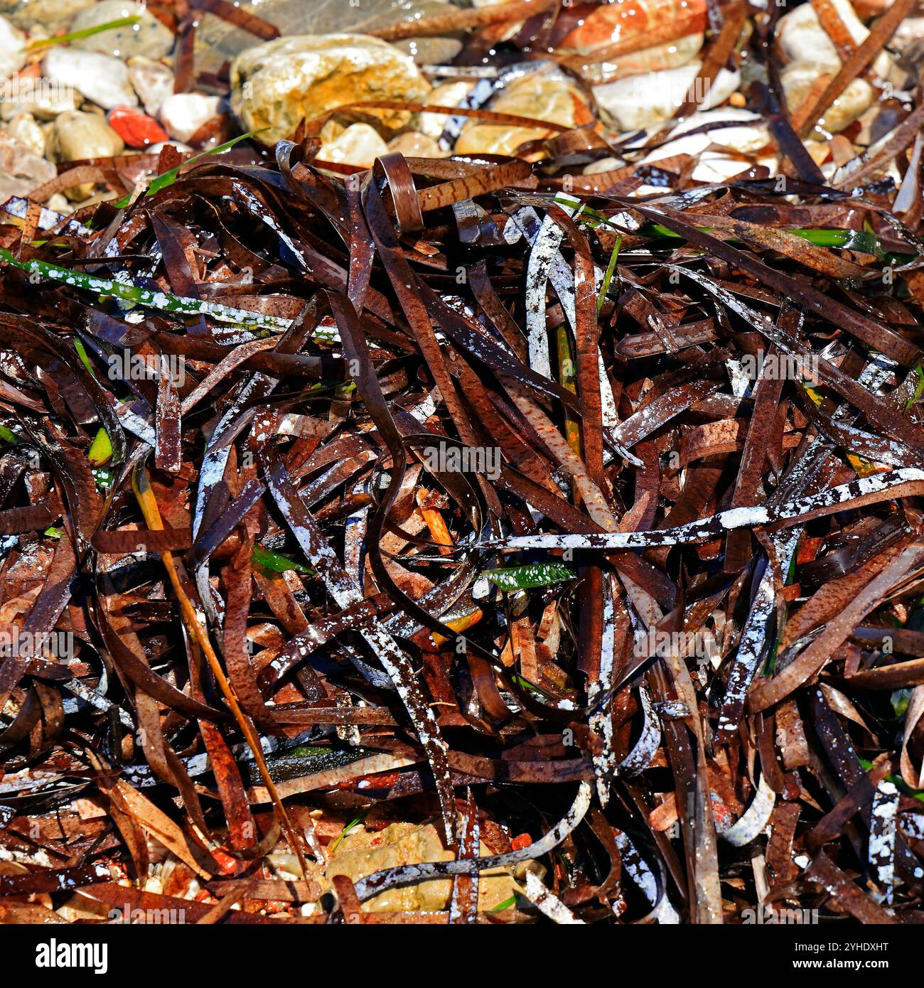 Posidonia oceanica - erba di Nettuno o alghe mediterranee bagnate sulla costa, isola di Tilos, isole greche del Dodecaneso, Grecia, Europa Foto Stock