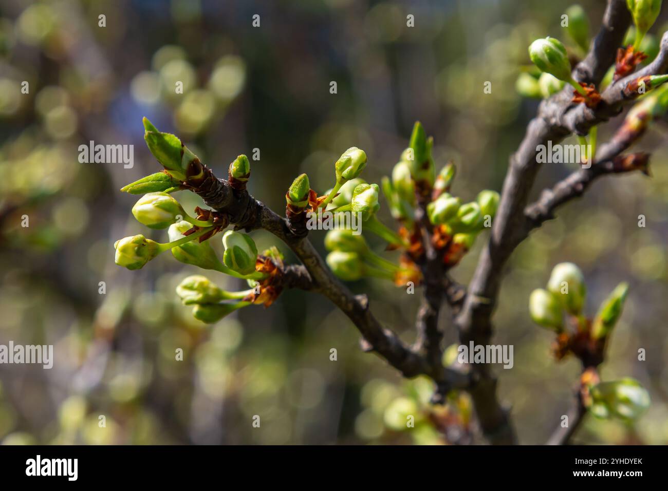 Fiore bianco di prugna, bei fiori bianchi di prunus albero nel giardino della città, macro dettagliata primo piano ramo di prugna. Fiori bianchi di prugne in fiore sul ramo, Foto Stock