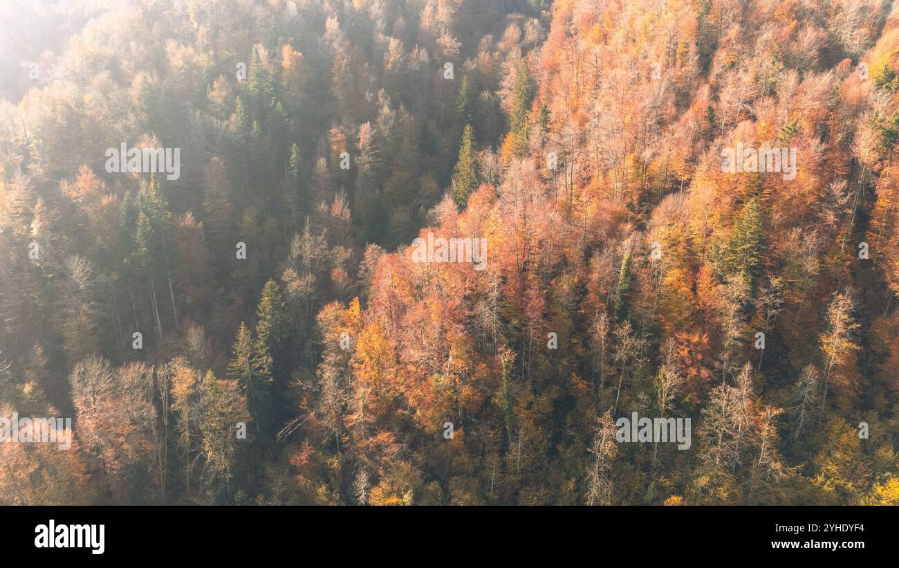 Golden Autumn Forest alla luce del mattino Foto Stock