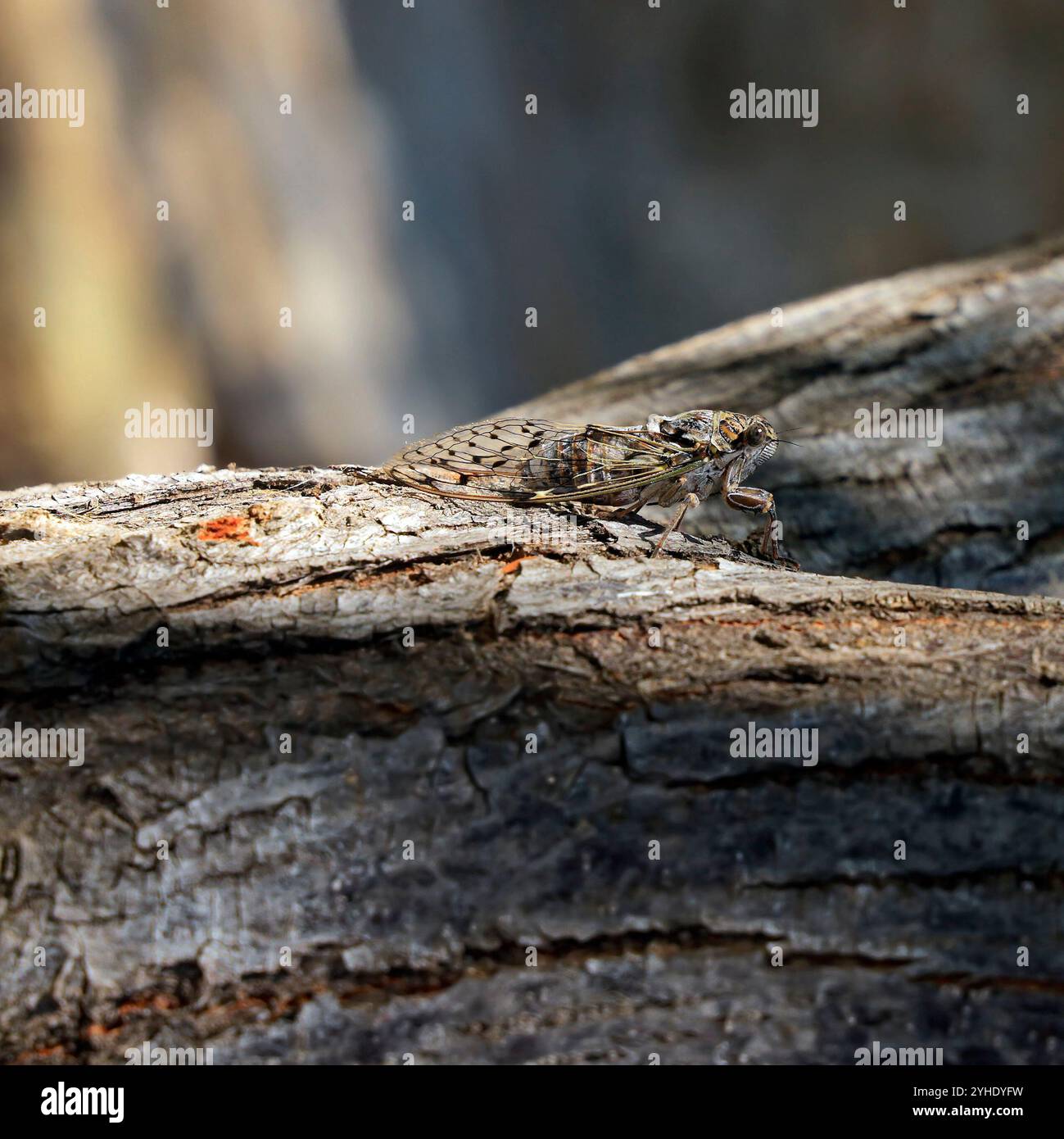 Cicada su un albero, isola di Tilos, gruppo di isole del Dodecaneso. Grecia Foto Stock