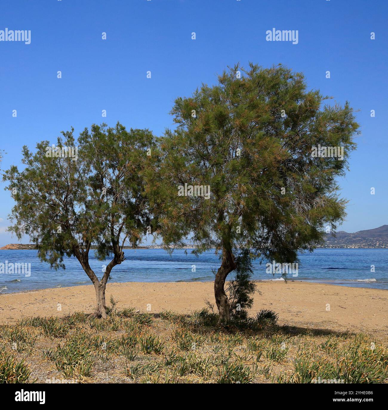 Piccolo gruppo di Tamarix o cedri di sale sulla spiaggia, (tamaricaceae), isola di Agistri, gruppo di isole Saroniche, Grecia, Europa. Foto Stock