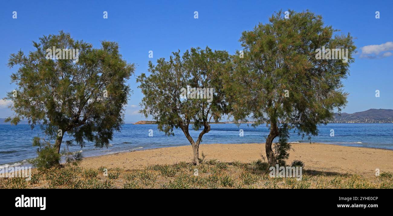 Piccolo gruppo di Tamarix o cedri di sale sulla spiaggia, (tamaricaceae), isola di Agistri, gruppo di isole Saroniche, Grecia, Europa. Foto Stock