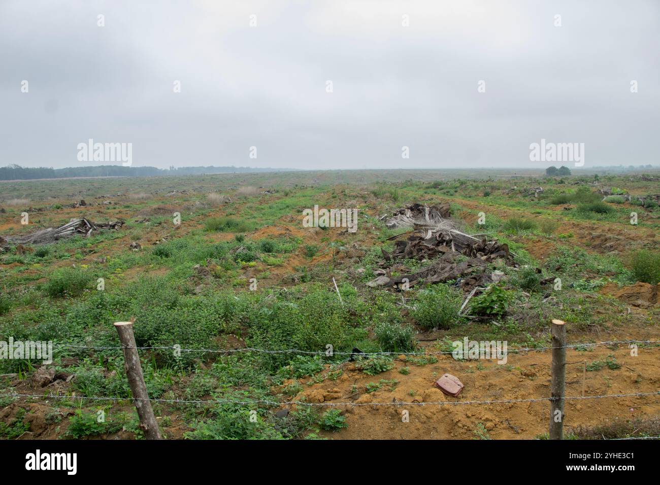 piantagioni di olio di palma sgombre, campi pronti per la piantagione, deforestazione Foto Stock