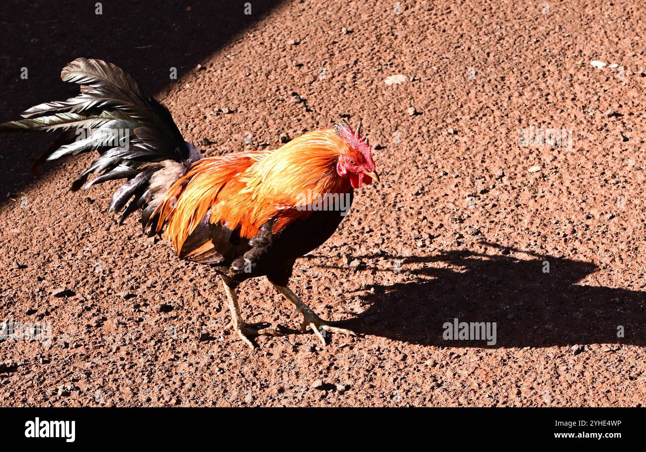 Il gallo selvatico che si aggira sull'isola di Kauai, Hawaii Foto Stock