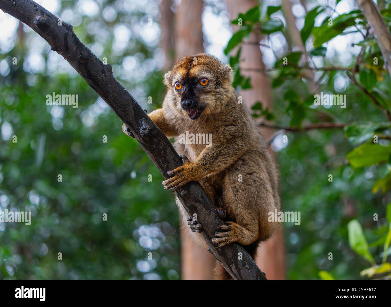 Primo piano di un curioso lemure bruno (Eulemur fulvus) arroccato su un ramo d'albero nella lussureggiante foresta della riserva di Andasibe in Madagascar. Il lemure è grande arancione Foto Stock