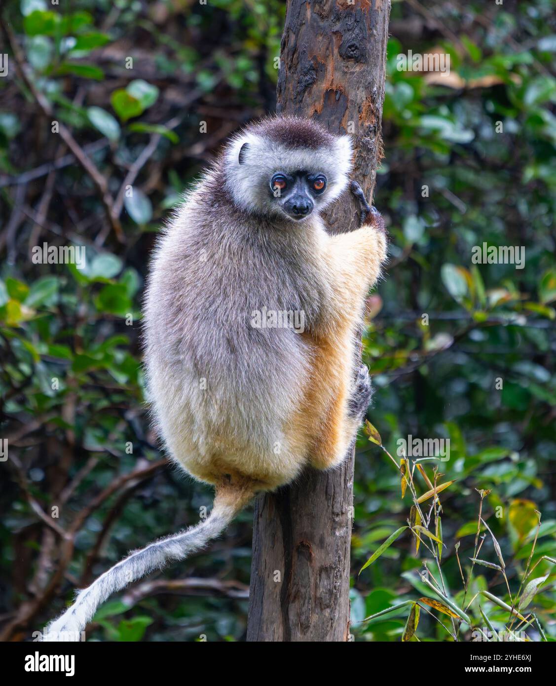 Un Sifaka di Verreaux (Diademed) si aggrappa a un albero in una foresta lussureggiante. Il sifaka ha pellicce bianche e gialle con mani e piedi scuri. Riserva Andasibe, Madag Foto Stock