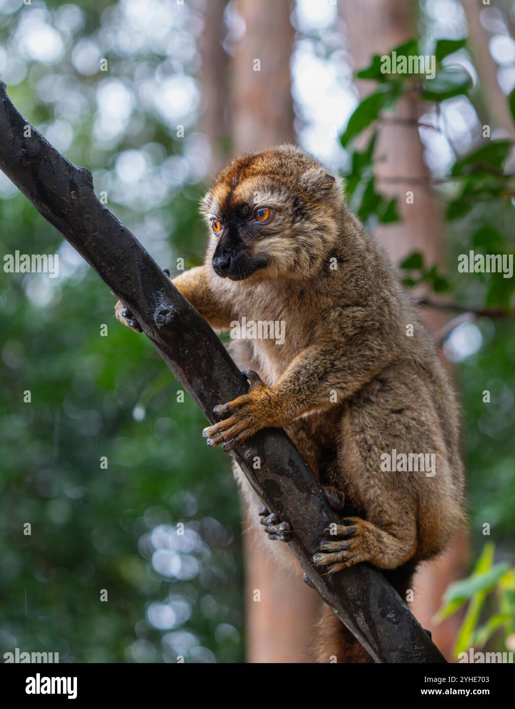 Primo piano di un curioso lemure bruno (Eulemur fulvus) arroccato su un ramo d'albero nella lussureggiante foresta della riserva di Andasibe in Madagascar. Il lemure è grande arancione Foto Stock