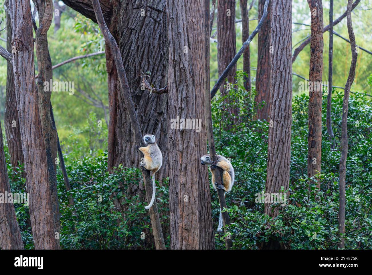 Due Sifakas di Verreaux (Diademed) che si arrampicano su alberi in una fitta foresta. I lemuri hanno pelliccia bianca con toppe scure e code lunghe. Riserva Andasibe, Madag Foto Stock
