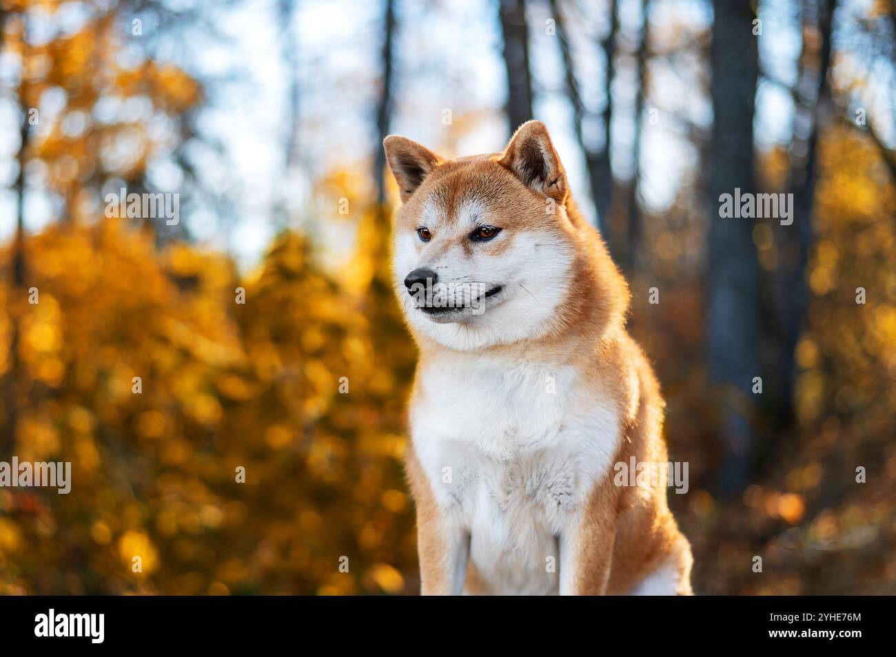 Ritratto del cane rosso Shiba inu all'aperto in autunno Foto Stock