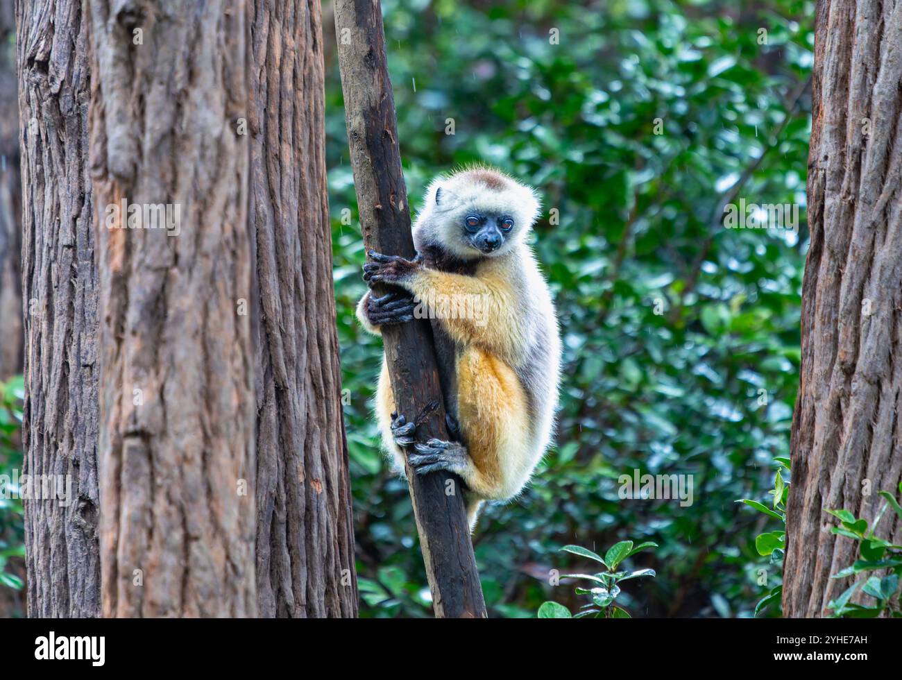 Un Sifaka di Verreaux (Diademed) si aggrappa a un albero in una foresta lussureggiante. Il sifaka ha pellicce bianche e gialle con mani e piedi scuri. Riserva Andasibe, Madag Foto Stock