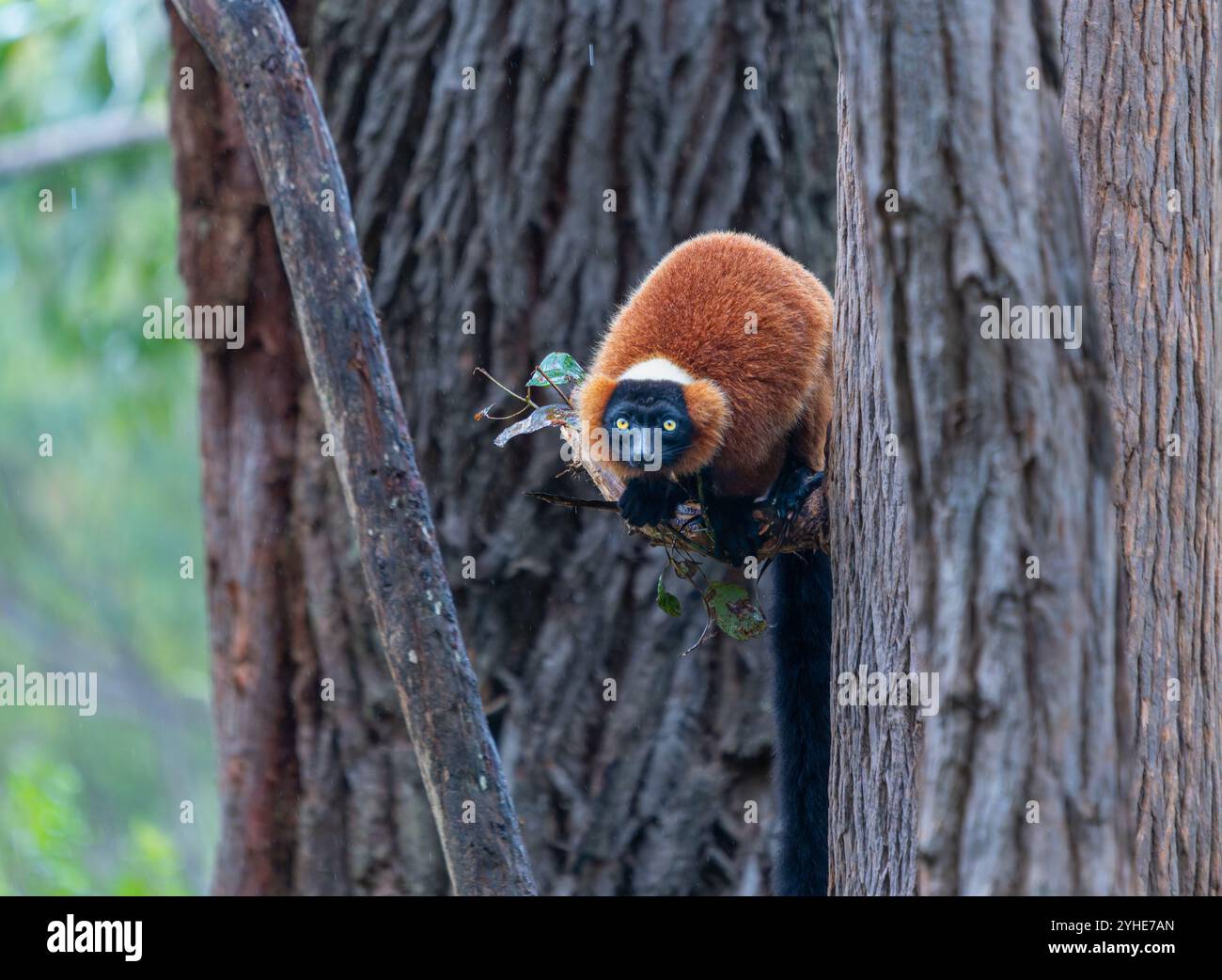 Un lembo rosso arroccato su un ramo d'albero. Il lemure ha un'impressionante pelliccia rossa e un volto nero con occhi gialli brillanti. Andasibe Reserve, Madagascar Foto Stock