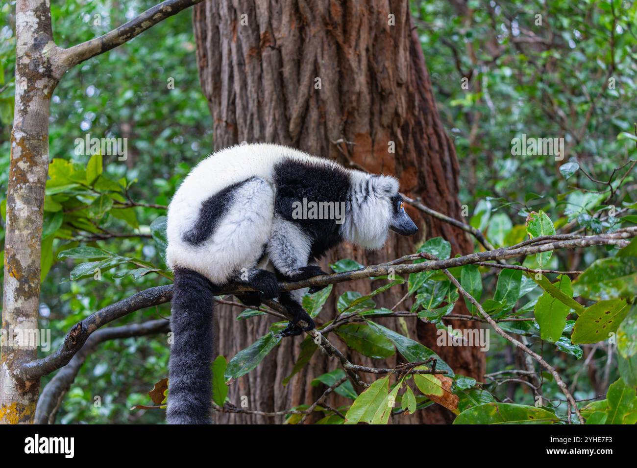 Un lembo bianco e nero ripieno (Varecia variegata) è appollaiato su un ramo in una fitta foresta. Gli esclusivi motivi di pelliccia e gli ambienti vivaci dei lemuri lo sono Foto Stock