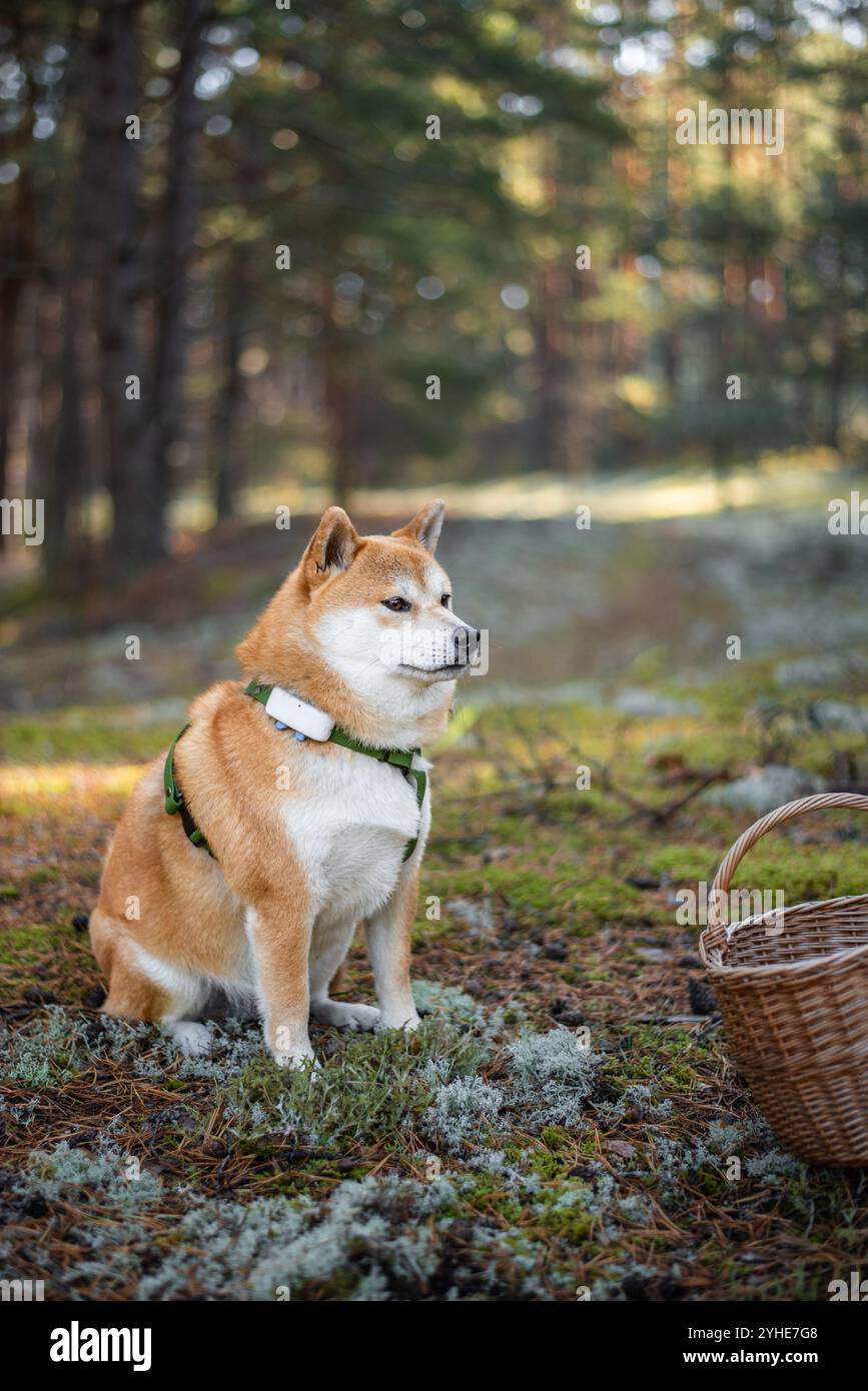 Il cane Shiba Inu dotato di imbracatura e inseguitore GPS è seduto sul muschio accanto al cesto di vimini nella foresta Foto Stock