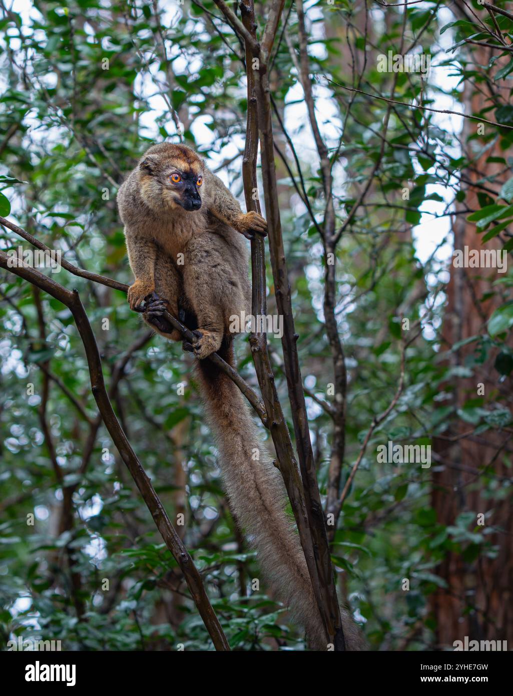 Una fotografia ravvicinata di un lemure bruno (Eulemur fulvus) arroccato su un ramo d'albero, che sbircia dal lussureggiante fogliame della riserva Andasibe nel Madagascar Foto Stock