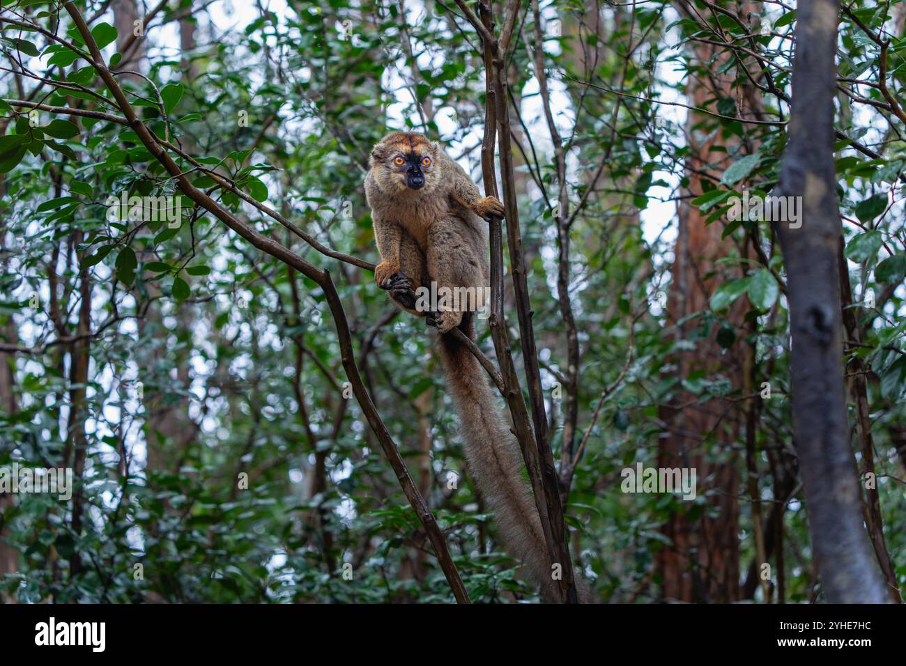 Una fotografia ravvicinata di un lemure bruno (Eulemur fulvus) arroccato su un ramo d'albero, che sbircia dal lussureggiante fogliame della riserva Andasibe nel Madagascar Foto Stock
