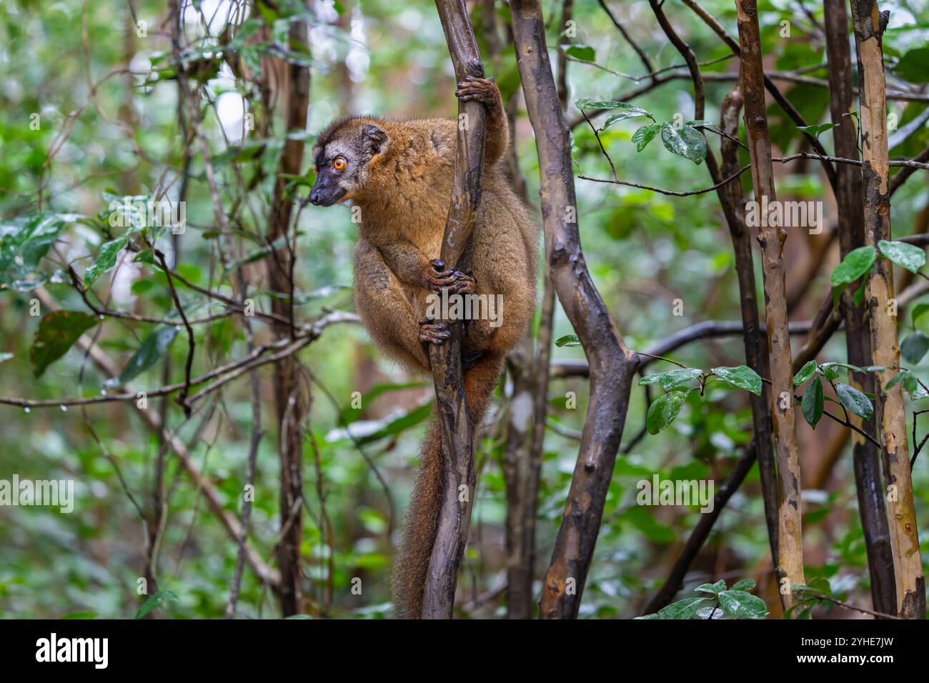 Una fotografia ravvicinata di un lemure bruno (Eulemur fulvus) arroccato su un ramo d'albero, che sbircia dal lussureggiante fogliame della riserva Andasibe nel Madagascar Foto Stock