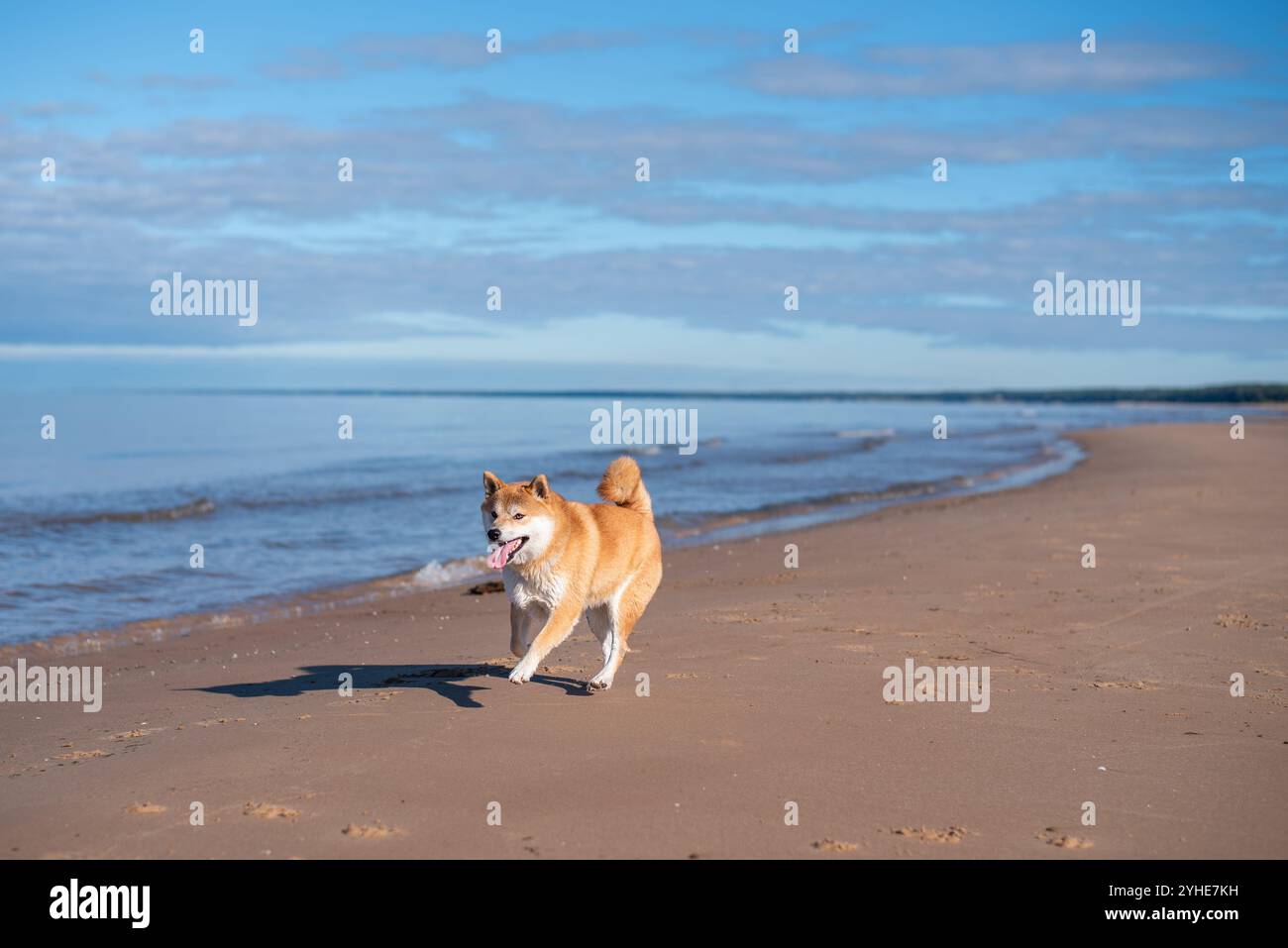 Il cane Shiba inu corre sulla spiaggia di sabbia nelle giornate di sole Foto Stock