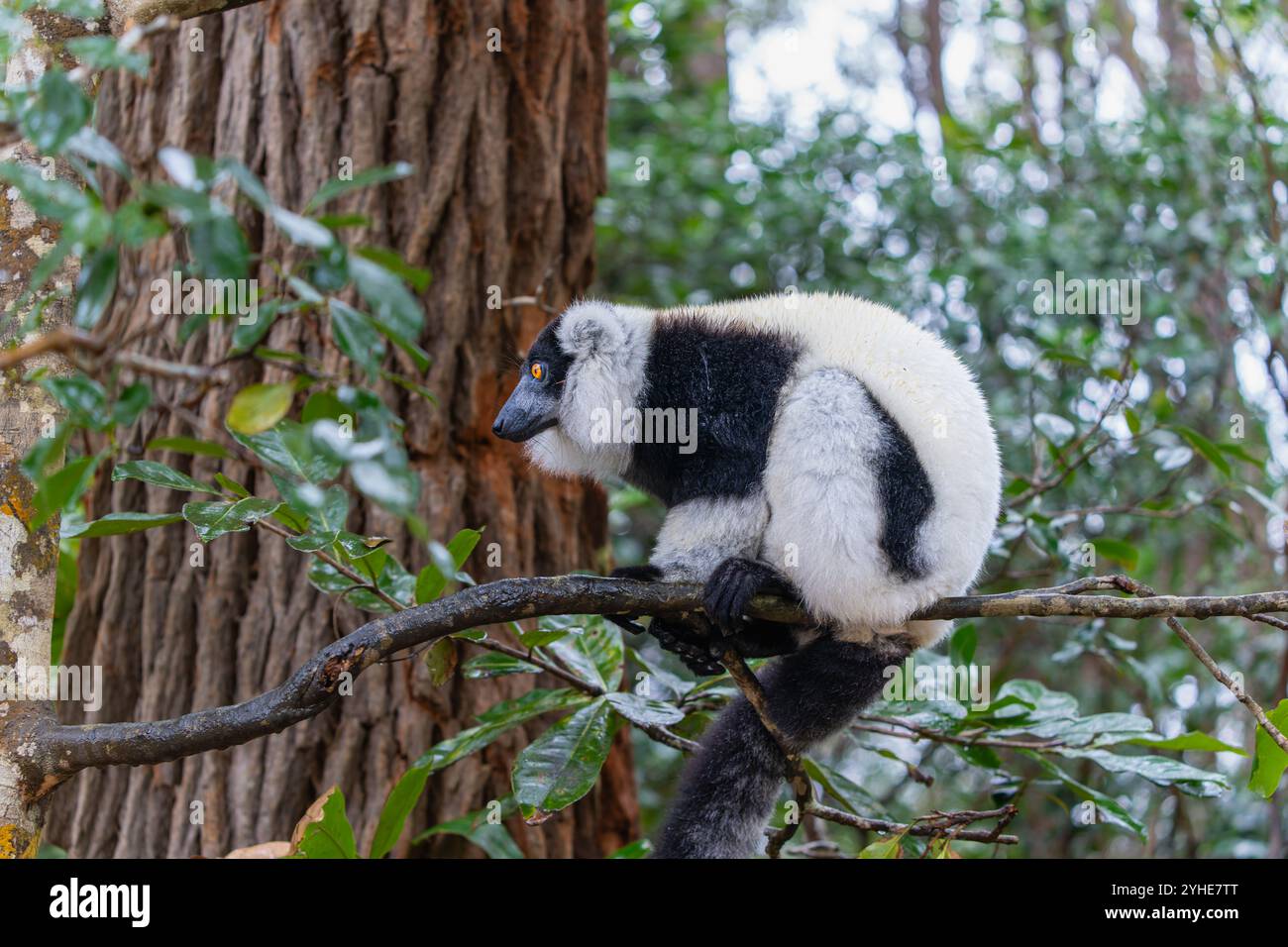 Un lembo bianco e nero ripieno (Varecia variegata) è appollaiato su un ramo in una fitta foresta. Gli esclusivi motivi di pelliccia e gli ambienti vivaci dei lemuri lo sono Foto Stock