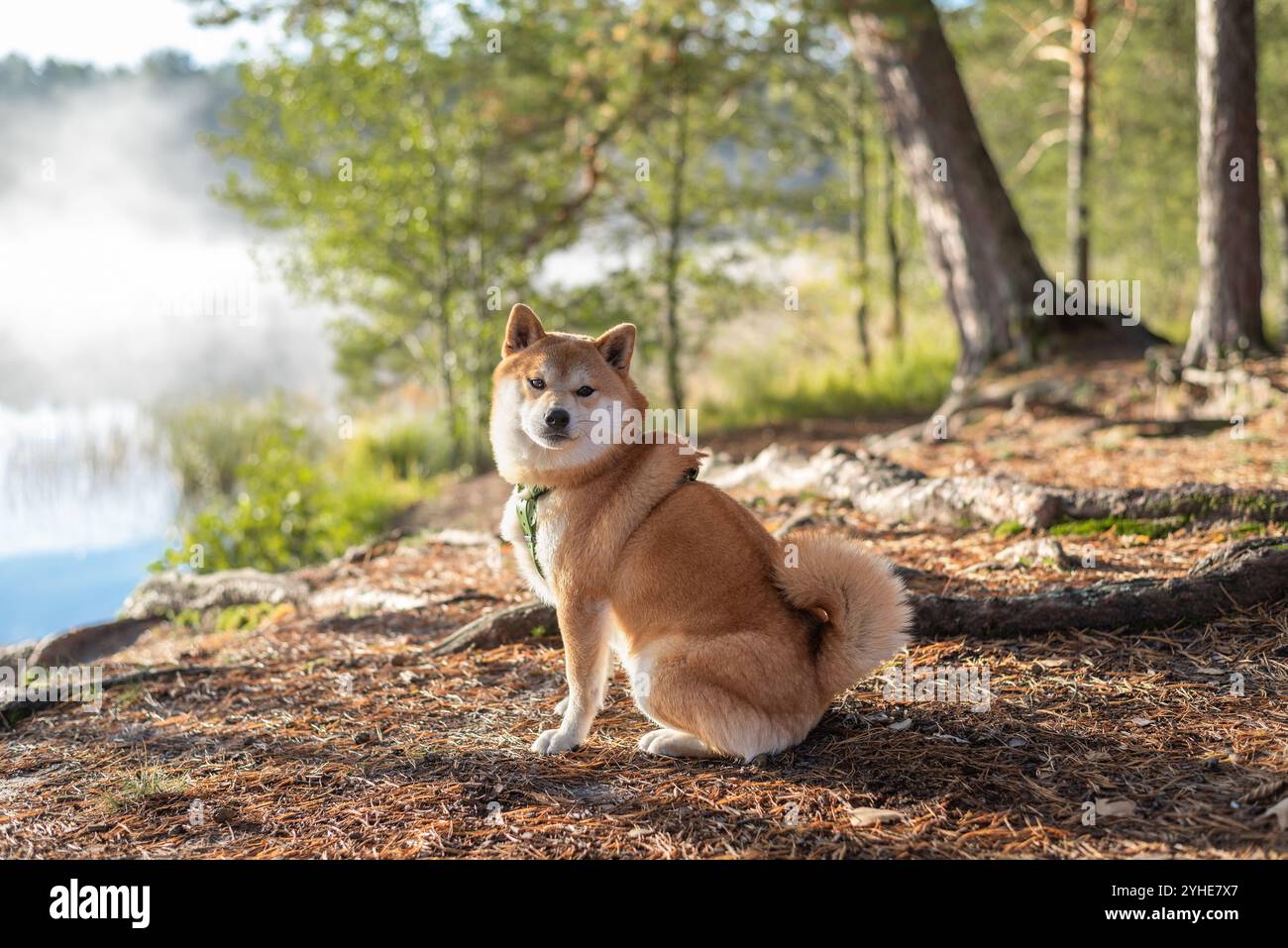 Il cane Red shiba inu è seduto a terra pieno di aghi di pino sulla riva del lago nella soleggiata mattina di settembre Foto Stock
