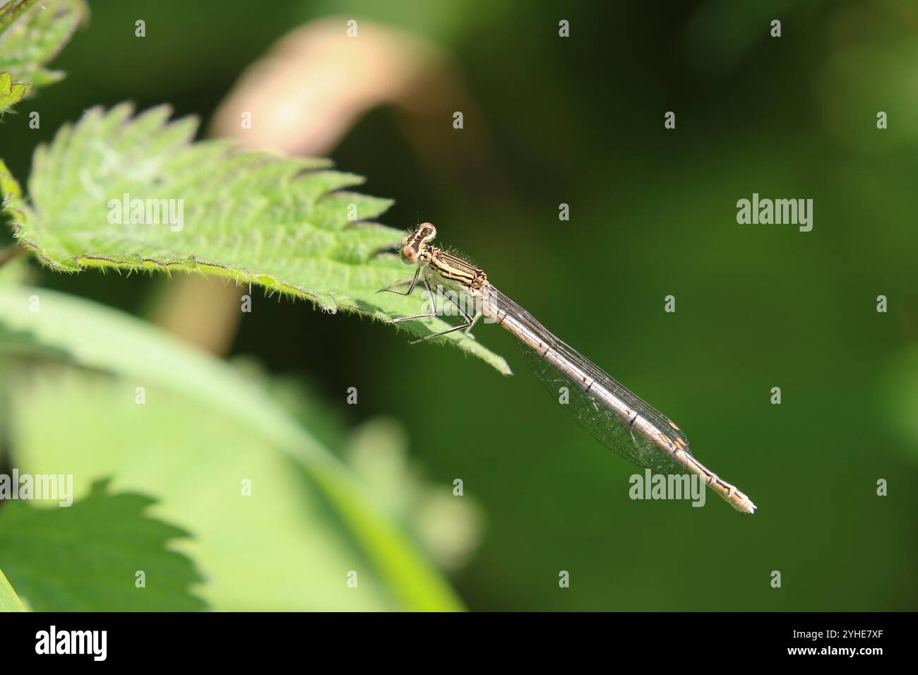 Damselfly dalle gambe bianche o Blue Featherleg femmina - Platycnemis pennipes Foto Stock
