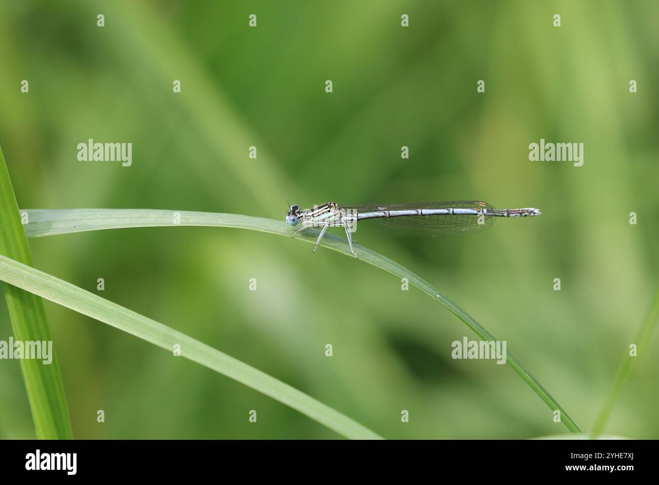 Damselfly dalle gambe bianche o Blue Featherleg maschio - Platycnemis pennipes Foto Stock
