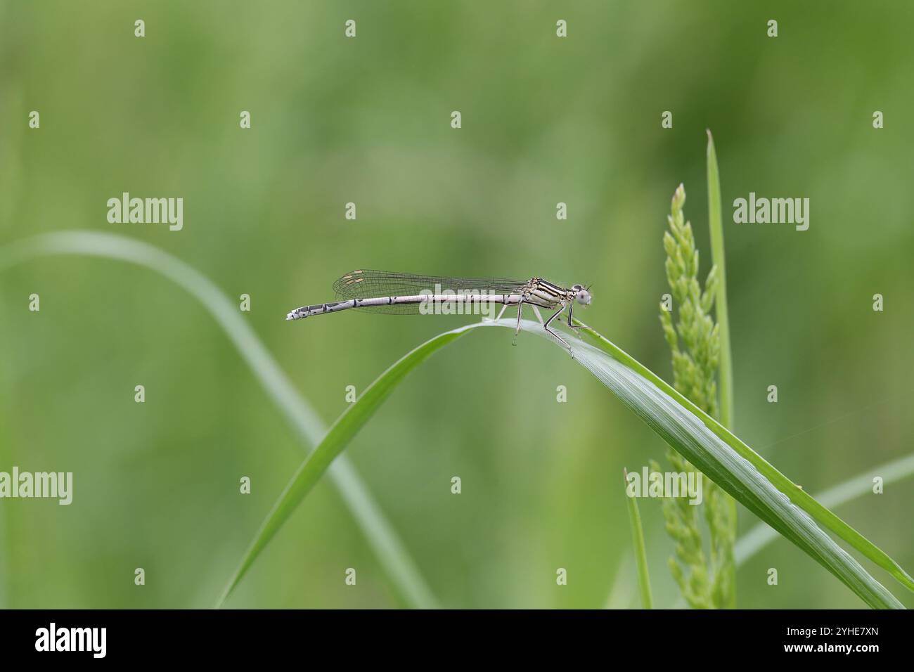 Damselfly dalle gambe bianche o Blue Featherleg immaturo maschio - pennipes Platycnemis Foto Stock