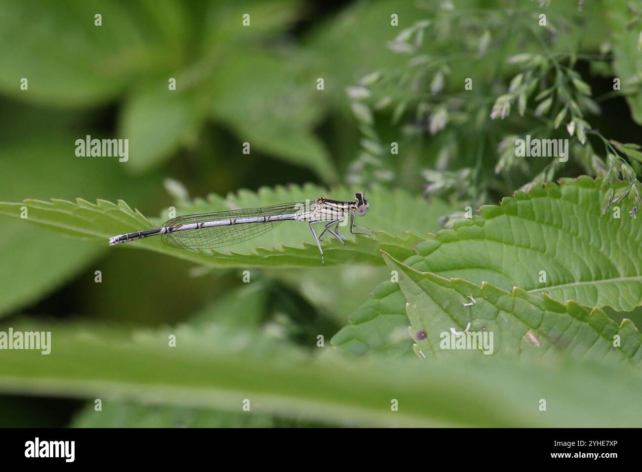 Damselfly dalle gambe bianche o Blue Featherleg immaturo maschio - pennipes Platycnemis Foto Stock
