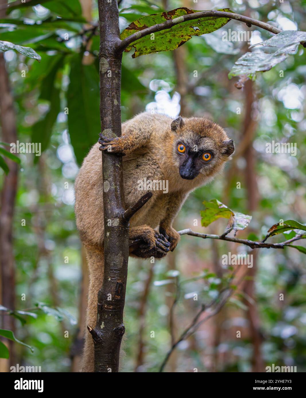 Una fotografia ravvicinata di un lemure bruno (Eulemur fulvus) arroccato su un ramo d'albero, che sbircia dal lussureggiante fogliame della riserva Andasibe nel Madagascar Foto Stock