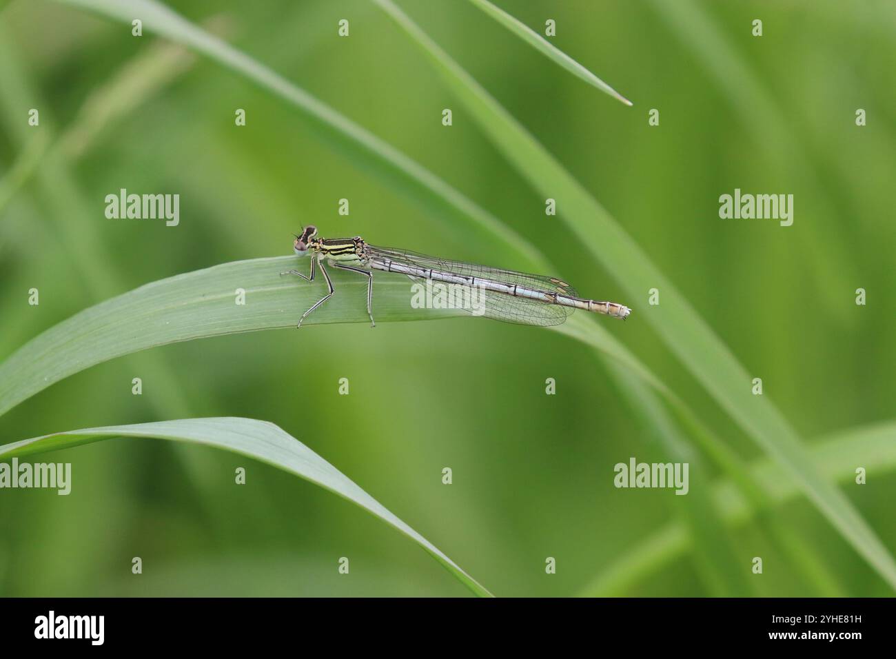 Damselfly dalle gambe bianche o Blue Featherleg femmina - Platycnemis pennipes Foto Stock