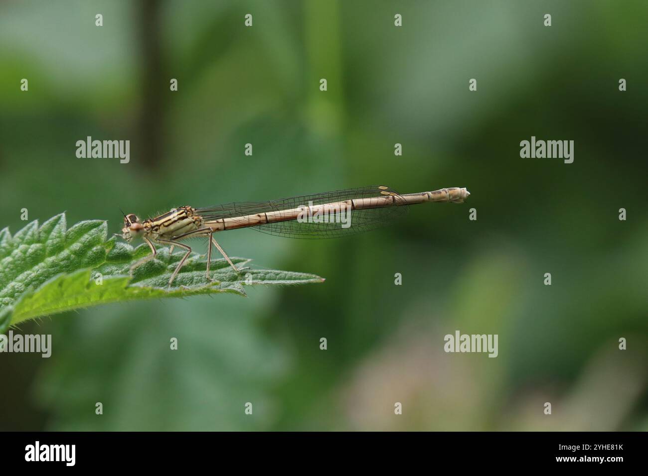 Lactea di fase immatura femminile Damselfly dalle gambe bianche o Blue Featherleg - pennipes Platycnemis Foto Stock