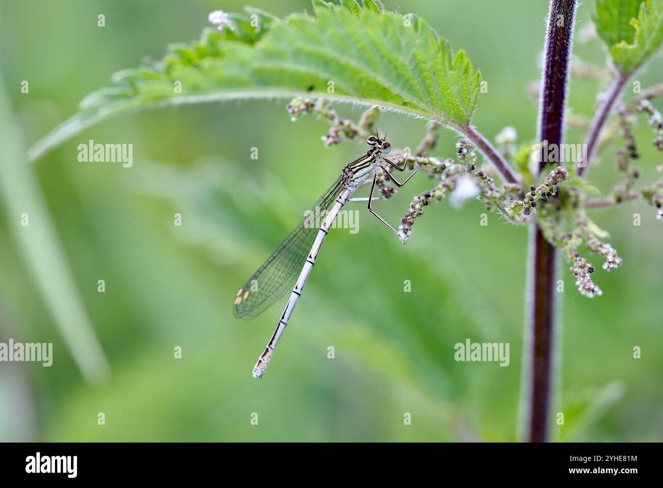 Lactea di fase immatura femminile Damselfly dalle gambe bianche o Blue Featherleg - pennipes Platycnemis Foto Stock