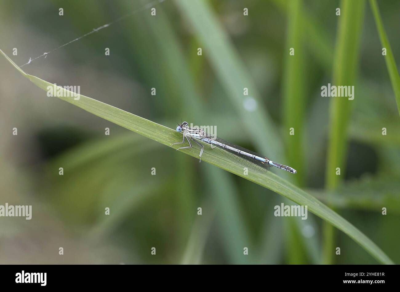 Damselfly dalle gambe bianche o Blue Featherleg maschio - Platycnemis pennipes Foto Stock