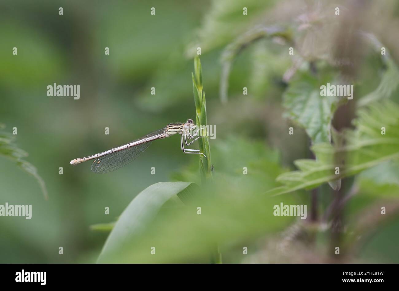 Damselfly dalle gambe bianche o Blue Featherleg femmina - Platycnemis pennipes Foto Stock