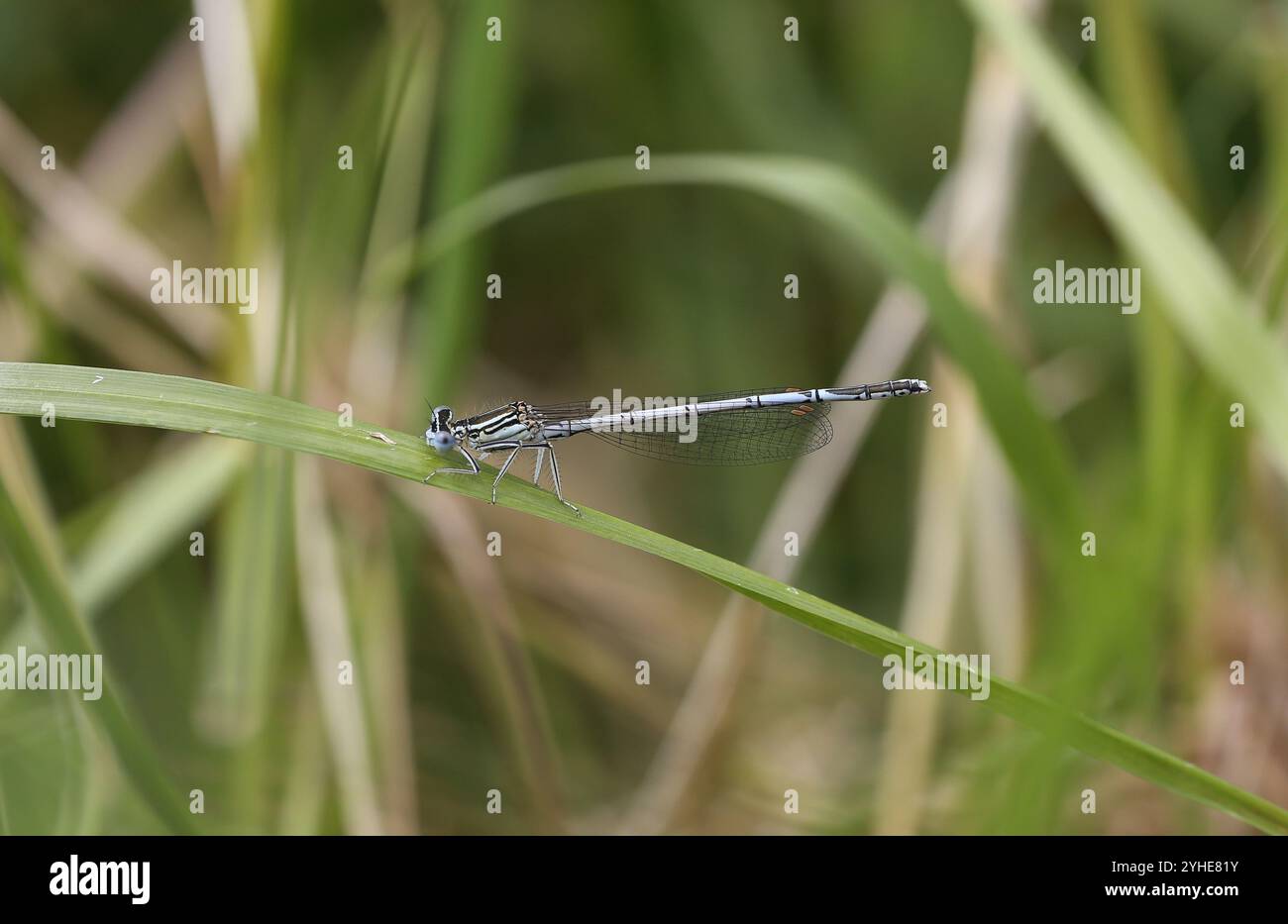 Damselfly dalle gambe bianche o Blue Featherleg maschio - Platycnemis pennipes Foto Stock