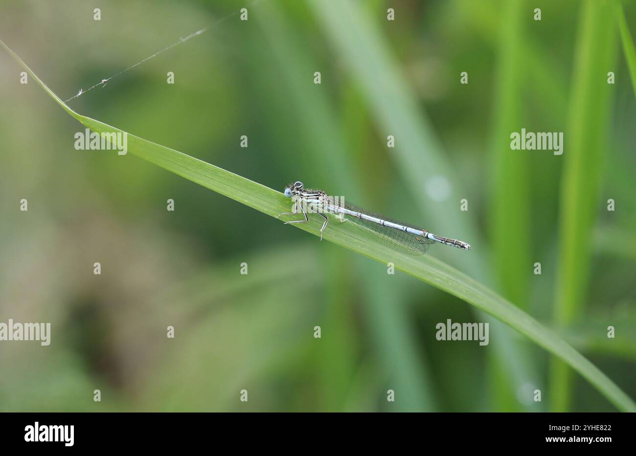 Damselfly dalle gambe bianche o Blue Featherleg maschio - Platycnemis pennipes Foto Stock