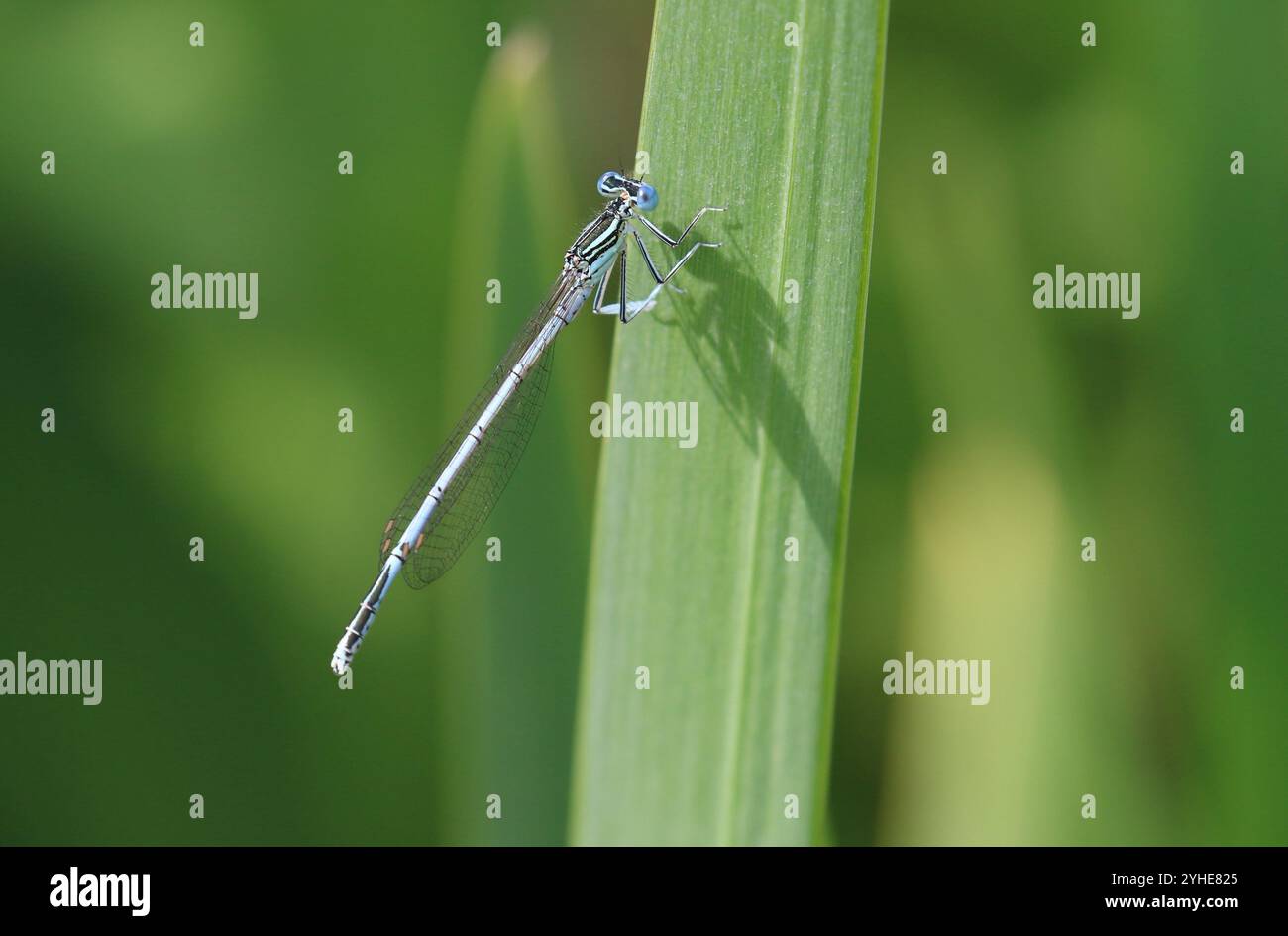 Damselfly dalle gambe bianche o Blue Featherleg maschio - Platycnemis pennipes Foto Stock